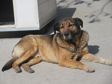 DOBRI, Hund, Mischlingshund in Bulgarien - Bild 3