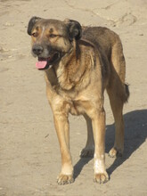 DOBRI, Hund, Mischlingshund in Bulgarien - Bild 4