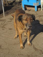 DOBRI, Hund, Mischlingshund in Bulgarien - Bild 5