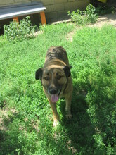DOBRI, Hund, Mischlingshund in Bulgarien - Bild 6