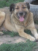 DOBRI, Hund, Mischlingshund in Bulgarien - Bild 8