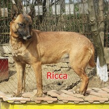 RICCA, Hund, Belgischer Schäferhund-Mix in Bulgarien - Bild 1