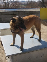 RICCA, Hund, Belgischer Schäferhund-Mix in Bulgarien - Bild 4