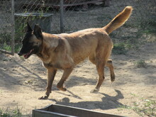 RICCA, Hund, Belgischer Schäferhund-Mix in Bulgarien - Bild 6