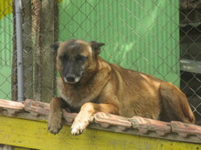 RICCA, Hund, Belgischer Schäferhund-Mix in Bulgarien - Bild 8