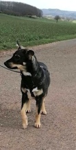 JOLIE, Hund, Mischlingshund in Mechernich - Bild 21