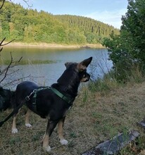 JOLIE, Hund, Mischlingshund in Mechernich - Bild 5