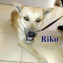 RIKO, Hund, Mischlingshund in Bulgarien - Bild 1