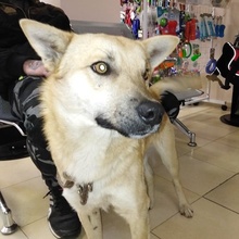 RIKO, Hund, Mischlingshund in Bulgarien - Bild 3