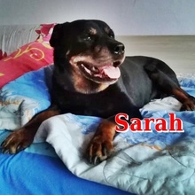 SARAH, Hund, Mischlingshund in Bulgarien - Bild 4