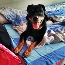 SARAH, Hund, Mischlingshund in Bulgarien - Bild 9
