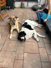 DAVINCI, Katze, Mischlingshund in Ehningen - Bild 10