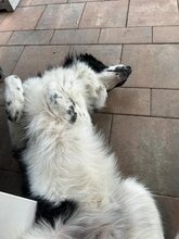 DAVINCI, Katze, Mischlingshund in Ehningen - Bild 11