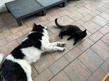 DAVINCI, Katze, Mischlingshund in Ehningen - Bild 12