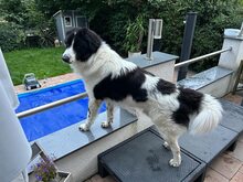 DAVINCI, Katze, Mischlingshund in Ehningen - Bild 15