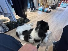 DAVINCI, Katze, Mischlingshund in Ehningen - Bild 16