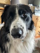 DAVINCI, Katze, Mischlingshund in Ehningen - Bild 17