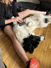 DAVINCI, Katze, Mischlingshund in Ehningen - Bild 18