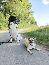 DAVINCI, Katze, Mischlingshund in Ehningen - Bild 3
