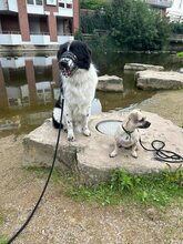 DAVINCI, Katze, Mischlingshund in Ehningen - Bild 4