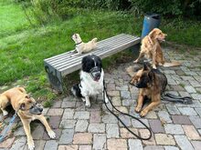 DAVINCI, Katze, Mischlingshund in Ehningen - Bild 5