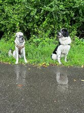 DAVINCI, Katze, Mischlingshund in Ehningen - Bild 6