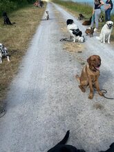 DAVINCI, Katze, Mischlingshund in Ehningen - Bild 7