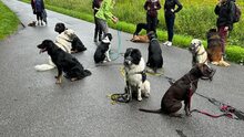 DAVINCI, Katze, Mischlingshund in Ehningen - Bild 8