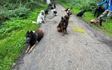 DAVINCI, Katze, Mischlingshund in Ehningen - Bild 9