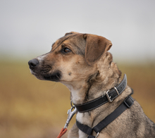 JUNA, Hund, Mischlingshund in Hardegsen - Bild 2