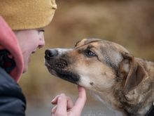 JUNA, Hund, Mischlingshund in Hardegsen - Bild 3