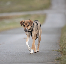 JUNA, Hund, Mischlingshund in Hardegsen - Bild 4