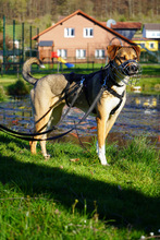 JUNA, Hund, Mischlingshund in Hardegsen - Bild 6