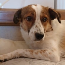 CASSY, Hund, Mischlingshund in Griechenland - Bild 1