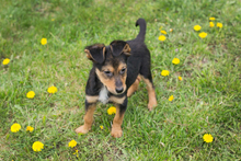 FIPS, Hund, Mischlingshund in Kroatien - Bild 7