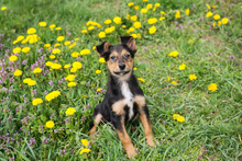 FIPS, Hund, Mischlingshund in Kroatien - Bild 9