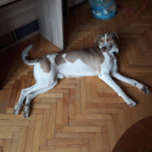 ARAMIS, Hund, Mischlingshund in Bulgarien - Bild 5