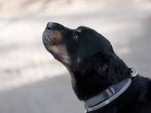 ORLANDO, Hund, Mischlingshund in Spanien - Bild 4