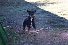 ORLANDO, Hund, Mischlingshund in Spanien - Bild 8