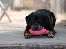 ORLANDO, Hund, Rottweiler-Mix in Spanien - Bild 1