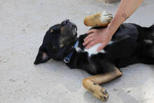 ORLANDO, Hund, Rottweiler-Mix in Spanien - Bild 3