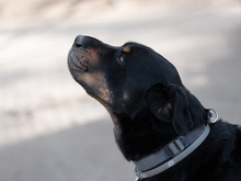 ORLANDO, Hund, Rottweiler-Mix in Spanien - Bild 4