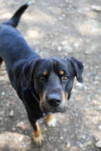 ORLANDO, Hund, Rottweiler-Mix in Spanien - Bild 5