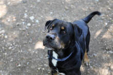 ORLANDO, Hund, Rottweiler-Mix in Spanien - Bild 6