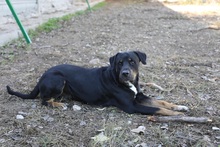 ORLANDO, Hund, Rottweiler-Mix in Spanien - Bild 7