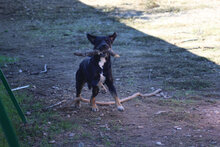 ORLANDO, Hund, Rottweiler-Mix in Spanien - Bild 8