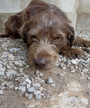 MANOLO, Hund, Deutsch Drahthaar in Spanien - Bild 3