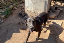 ARGO, Hund, Labrador-Mix in Italien - Bild 10