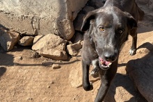 ARGO, Hund, Labrador-Mix in Italien - Bild 16