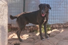 ARGO, Hund, Labrador-Mix in Italien - Bild 17